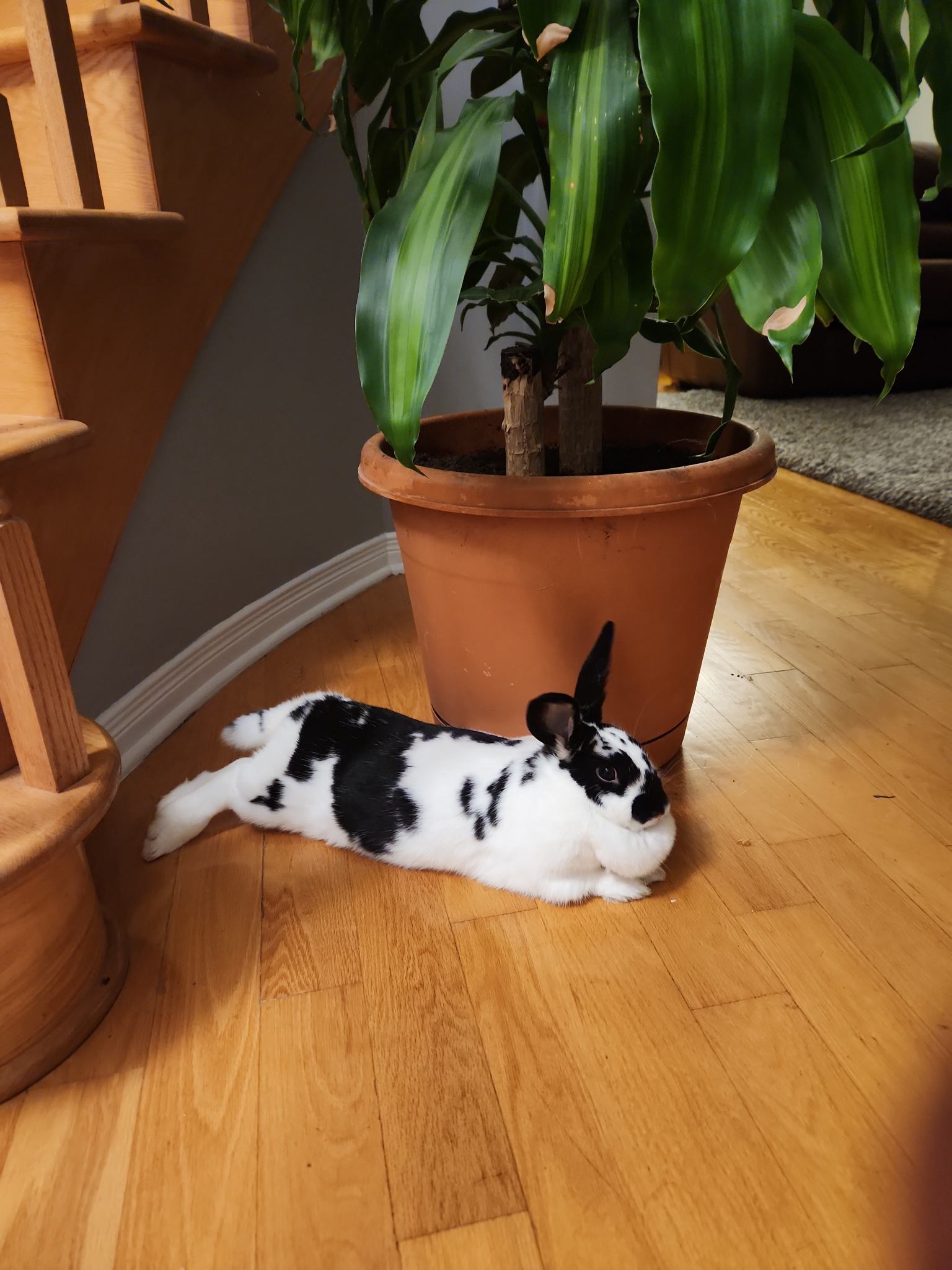 A checkered giant rabbit flopping on a wooden floor